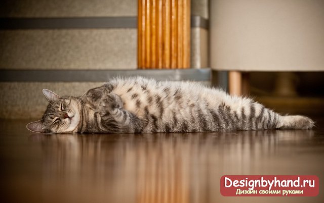 C���� ���� � ��������� � ��� ���������: ����